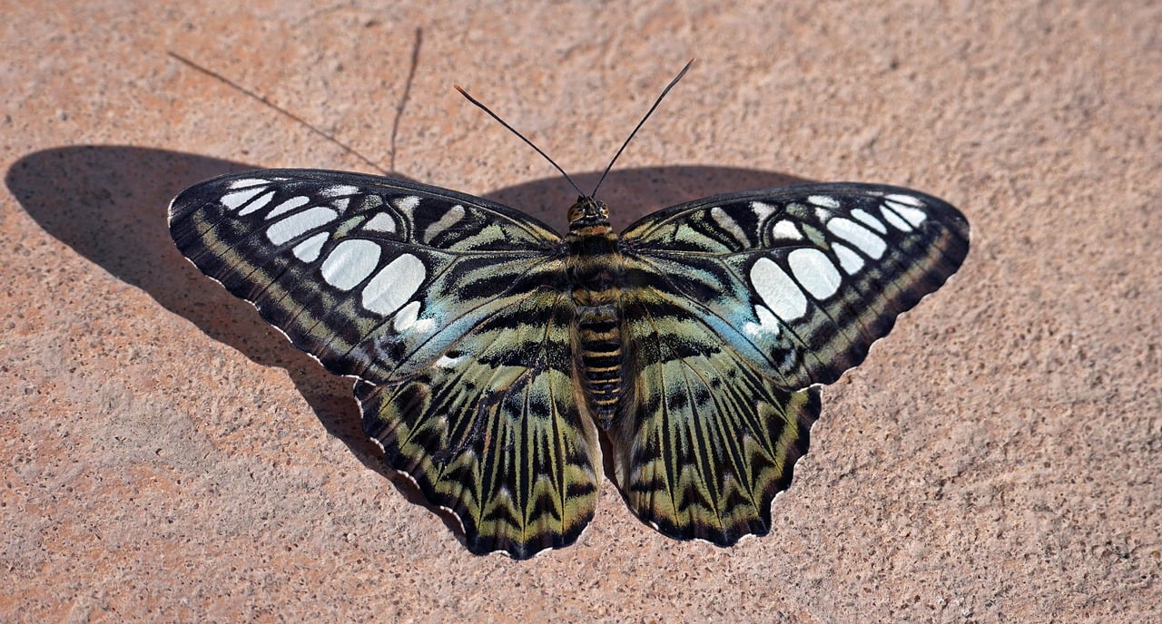 Tackling Biodiversity Loss: The Importance of Sustainable Hunting